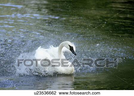 Stock Image - Trumpeter Swan (Cygnus buccinator), bathing and splashing; endangered species; . Fotosearch