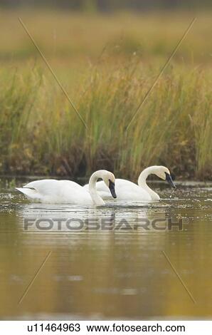 Stock Image - Trumpeter Swan, Endangered species, Cygnus buccinator, Saskatchewan, Canada. Fotosearch