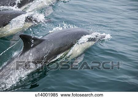 Wild dolphins off Point Conception California View Large Photo Image Stock Photography - Wild dolphins off Point Conception California. Fotosearch