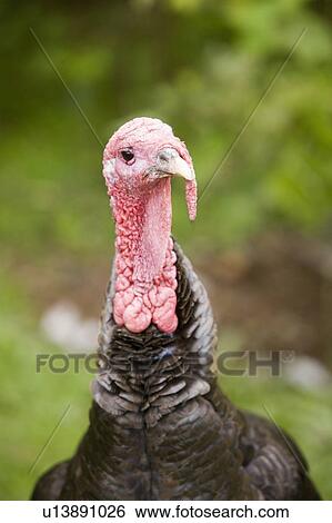 Wild Turkey female (Meleagris gallopava), North Island Wildlife Recovery Centre, a rehabilitation refuge for sick, injured, orphaned wildlife, Parksville, Vancouver Island, British Columbia, Canada View Large Photo Image Stock Photograph - Wild Turkey female (Meleagris gallopava), North Island Wildlife Recovery Centre, a rehabilitation refuge for sick, injured, orphaned wildlife, Parksville, Vancouver Island, British Columbia, Canada. Fotosearch