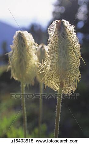 Stock Photo - Anemone wildflower gone to seed, in mountain meadow, Whistler Mountain, Whistler, B. C.. Fotosearch
