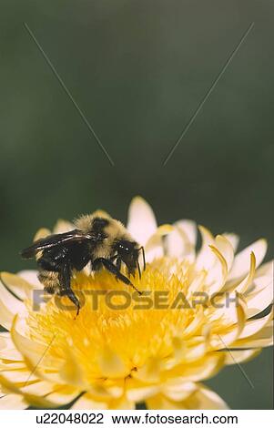 Stock Image - Bee on calendula. Fotosearch