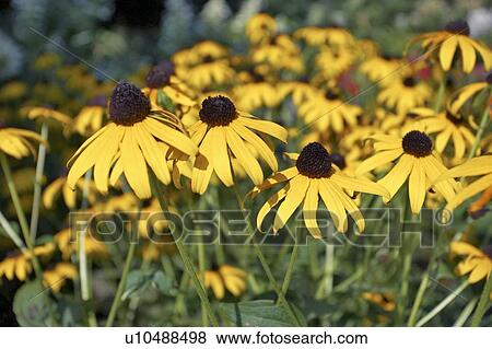 Stock Photo - Black-eyed Susan, Canada, Ontario. Fotosearch