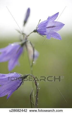 Close up of Harebell, Saskatchewan, Canada View Large Photo Image Stock Image - Close up of Harebell, Saskatchewan, Canada. Fotosearch