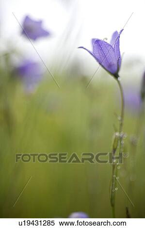 Close-up of harebell, Saskatchewan, Canada View Large Photo Image Stock Photography - Close-up of harebell, Saskatchewan, Canada. Fotosearch