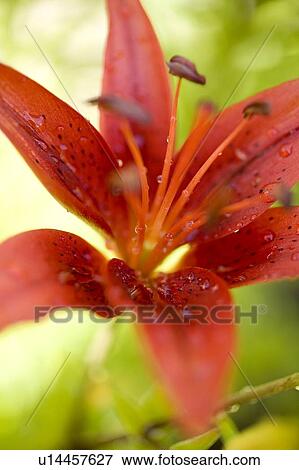 Close-up of tiger lily, Regina, Saskatchewan, Canada View Large Photo Image Stock Photo - Close-up of tiger lily, Regina, Saskatchewan, Canada. Fotosearch