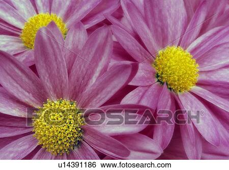 Close-up pink daisies, Canada, Alberta View Large Photo Image Stock Photograph - Close-up pink daisies, Canada, Alberta. Fotosearch