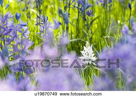 Stock Photo - Common camas (camassia quamash) in Victoria, BC. Fotosearch