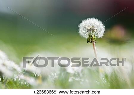 Stock Photography - Common dandelion, Victoria, BC. Fotosearch