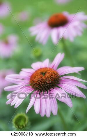 Stock Photo - Cone flower (echinacea), Canada, Alberta. Fotosearch