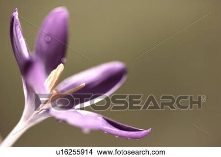 Picture - Crocus, West Vancouver, B. C.. Fotosearch