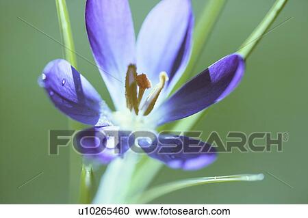 Stock Image - Crocus, West Vancouver, B. C.. Fotosearch