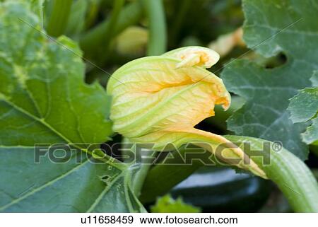 Cucumber blossoms, organic garden, Manitoba, Canada View Large Photo Image Stock Photo - Cucumber blossoms, organic garden, Manitoba, Canada. Fotosearch