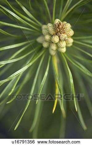 Detail of male lodgepole pine cone (Pinus contorta) - Jasper National Park, Alberta, Canada View Large Photo Image Stock Photograph - Detail of male lodgepole pine cone (Pinus contorta) - Jasper National Park, Alberta, Canada. Fotosearch