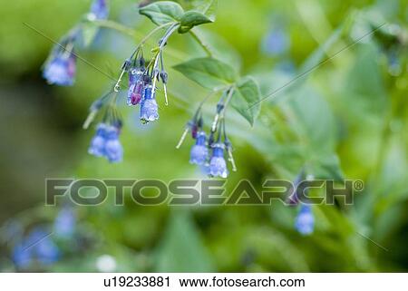Stock Image - Dew drops on wildflowers, Olympic National Park, Washington, USA. Fotosearch