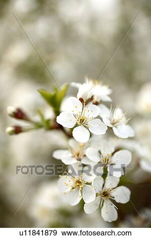 Stock Photo - Drought resistant cherry blossom. Fotosearch