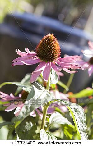 Echinacea flower with compost bin in background, Cypress Street Community Garden, Vancouver, BC View Large Photo Image Stock Image - Echinacea flower with compost bin in background, Cypress Street Community Garden, Vancouver, BC. Fotosearch