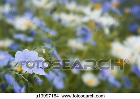 Picture - Flax and daisies in wildflower garden, Cochrane, Alberta. Fotosearch