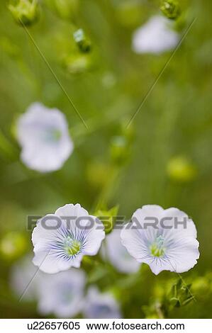 Stock Photography - Flax blossoms, Saskatchewan, Canada. Fotosearch