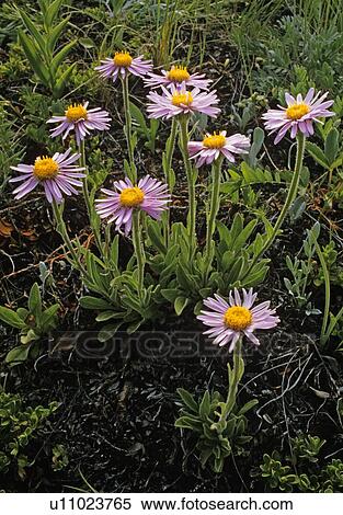 Fleabane, Canadian Rockies, Alberta, Canada View Large Photo Image Stock Photography - Fleabane, Canadian Rockies, Alberta, Canada. Fotosearch