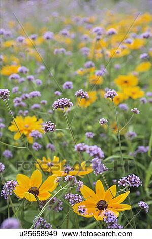 Flower garden at the Niagara Parks Greenhouse - Niagara Falls, Ontario, Canada View Large Photo Image Stock Photo - Flower garden at the Niagara Parks Greenhouse - Niagara Falls, Ontario, Canada. Fotosearch