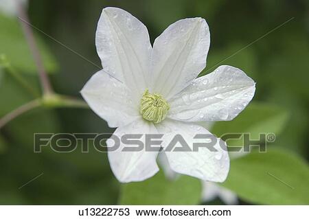 Stock Image - Flower, Poland. Fotosearch