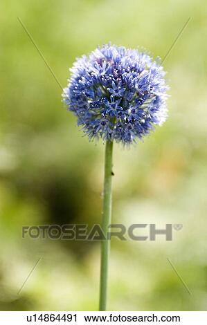 Flower, Poland View Large Photo Image Stock Image - Flower, Poland. Fotosearch