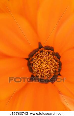 Flower, Poland View Large Photo Image Stock Image - Flower, Poland. Fotosearch
