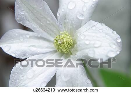 Flower, Poland View Large Photo Image Stock Photo - Flower, Poland. Fotosearch
