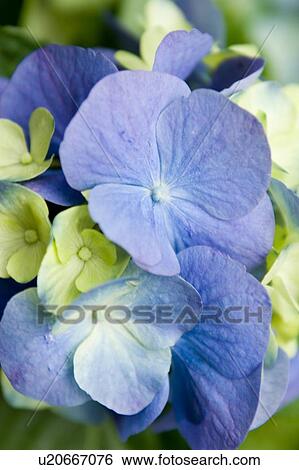 Stock Photograph - Flower, Poland. Fotosearch