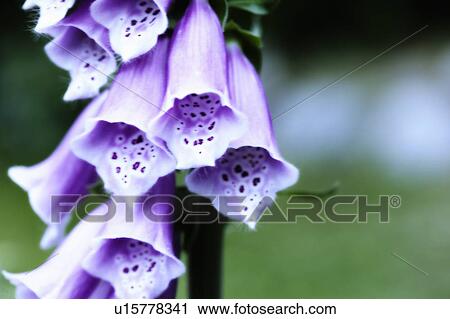 Foxglove Detail, West Vancouver, B. C. View Large Photo Image Stock Image - Foxglove Detail, West Vancouver, B. C.. Fotosearch
