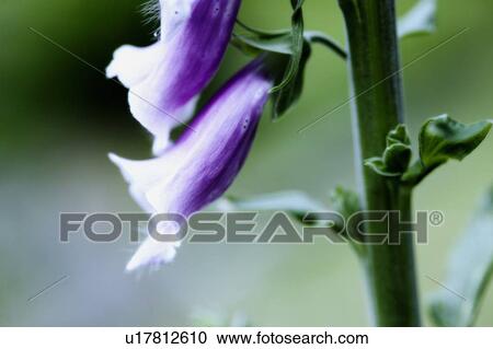 Foxglove Detail, West Vancouver, B. C. View Large Photo Image Stock Image - Foxglove Detail, West Vancouver, B. C.. Fotosearch