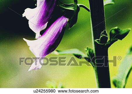 Foxglove Detail, West Vancouver, B. C. View Large Photo Image Stock Image - Foxglove Detail, West Vancouver, B. C.. Fotosearch