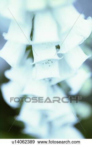 Stock Photo - Foxglove Detail, West Vancouver, B. C.. Fotosearch