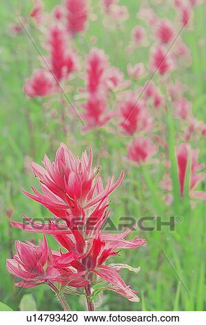 Indian Paint Bush in ditch along road; Canada, Manitoba, Riding Mountain National Park View Large Photo Image Stock Image - Indian Paint Bush in ditch along road; Canada, Manitoba, Riding Mountain National Park. Fotosearch