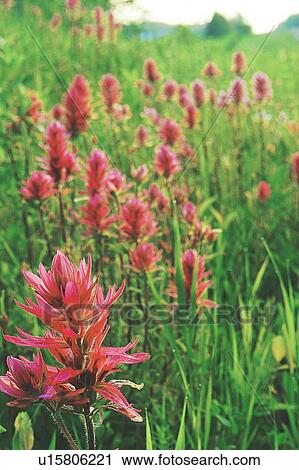 Stock Image - Indian Paint Bush in ditch along road; Canada, Manitoba, Riding Mountain National Park. Fotosearch