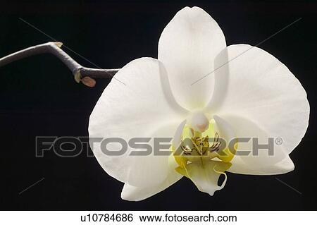 Stock Photograph - Orchid. Fotosearch