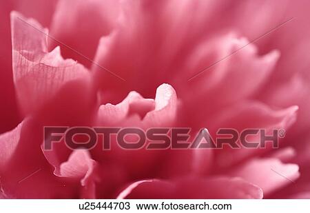 Peony close-up - Cochrane, Alberta View Large Photo Image Stock Image - Peony close-up - Cochrane, Alberta. Fotosearch