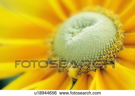 Prairie Sun Flower - Niagara Parks Botanical Garden - Niagara Falls Ontario Canada View Large Photo Image Stock Photograph - Prairie Sun Flower - Niagara Parks Botanical Garden - Niagara Falls Ontario Canada. Fotosearch