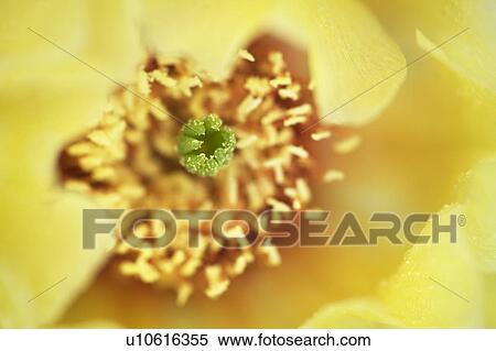 Prickly-pear Cactus (Opuntia polyacantha) near Leader, Saskatchewan, Canada View Large Photo Image Stock Photography - Prickly-pear Cactus (Opuntia polyacantha) near Leader, Saskatchewan, Canada. Fotosearch