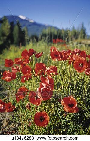Red poppies bloom, Whistler Mountain in background View Large Photo Image Stock Image - Red poppies bloom, Whistler Mountain in background. Fotosearch