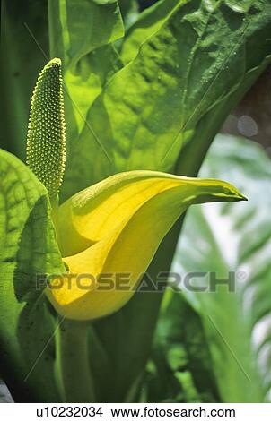 Skunk Cabbage blooms in March, Whistler, BC View Large Photo Image Picture - Skunk Cabbage blooms in March, Whistler, BC. Fotosearch