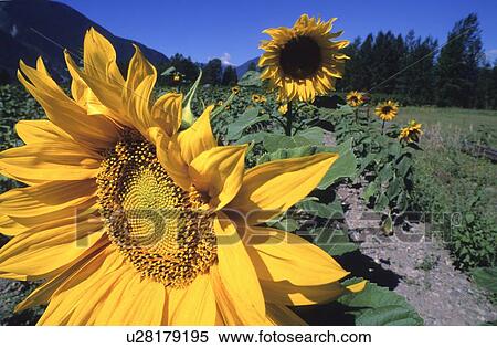 Stock Photography - Sunflower blooms in field, Pemberton, BC. Fotosearch