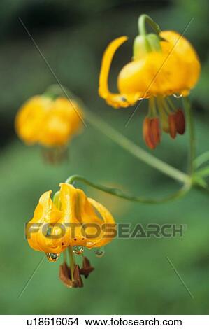 Picture - Three tiger lilies with drips of water, Port Renfrew, Vancouver Island, B. C.. Fotosearch