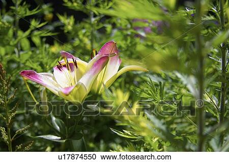 Trumpet hybrid lilies in a garden, Canada, Ontario View Large Photo Image Stock Image - Trumpet hybrid lilies in a garden, Canada, Ontario. Fotosearch