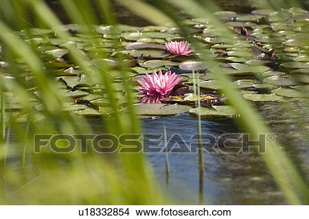 Picture - Water lily, Whistler, BC Canada. Fotosearch