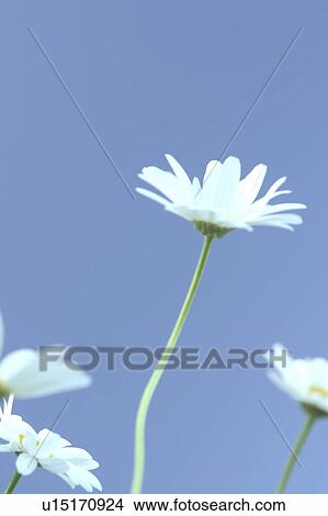 White daisies; Canada, Manitoba, Erickson View Large Photo Image Picture - White daisies; Canada, Manitoba, Erickson. Fotosearch