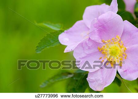 Wild rose blossom, rural Manitoba View Large Photo Image Stock Photograph - Wild rose blossom, rural Manitoba. Fotosearch