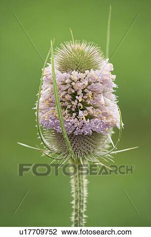 Wild Teasle near Dunnville, Ontario, Canada View Large Photo Image Stock Image - Wild Teasle near Dunnville, Ontario, Canada. Fotosearch