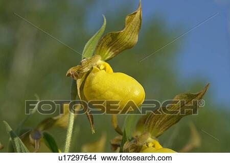 Picture - Yellow Ladyslipper, a wild orchid native to Manitoba; Canada, Manitoba, Erickson. Fotosearch